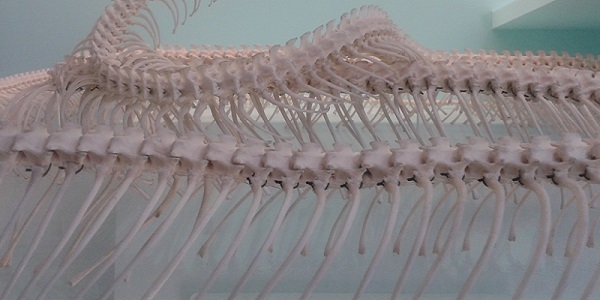 Il Dinosauro e Il Giocatore. Riflessioni (a)sistematiche su una scienza anomala